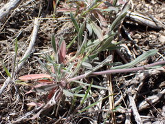 Boechera lincolnensis