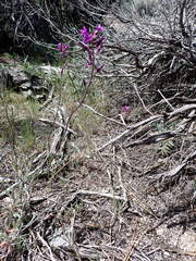 Boechera lincolnensis