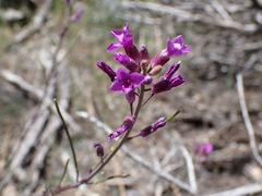 Boechera lincolnensis