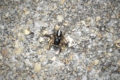 Aelurillus v-insignitus