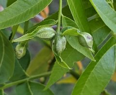 Phylloxera devastatrix