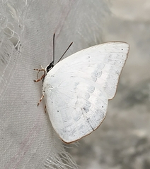 Curetis saronis