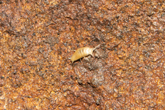 Nicoletiidae