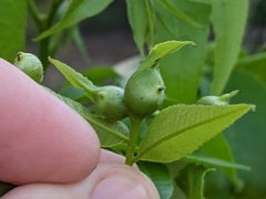 Phylloxera devastatrix