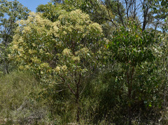 Acacia platycarpa