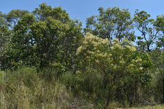 Acacia platycarpa