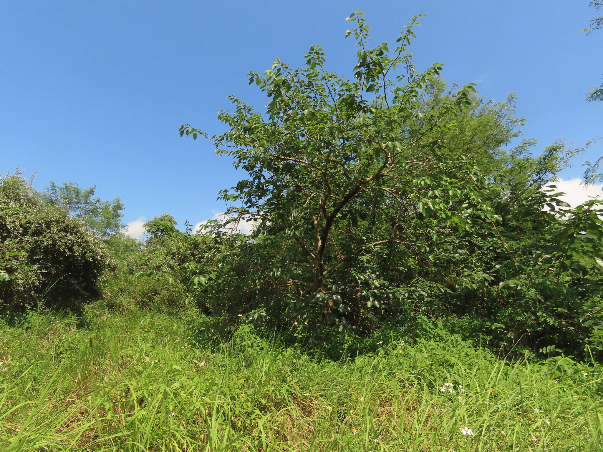 Imagem de Amora-silvestre