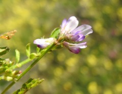 Biserrula pelecinus