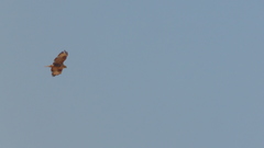 Buteo buteo insularum