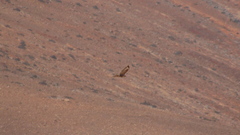 Buteo buteo insularum