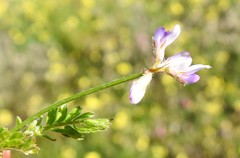 Biserrula pelecinus