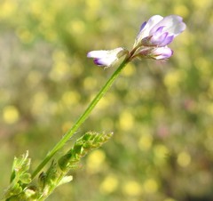 Biserrula pelecinus