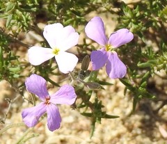 Malcolmia triloba