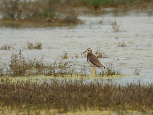 Avefría coliblanca (Vanellus leucurus)