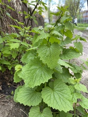 Alliaria petiolata