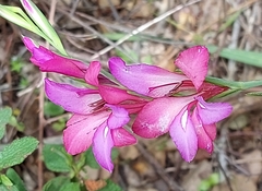 Gladiolus communis