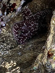 Pisaster ochraceus