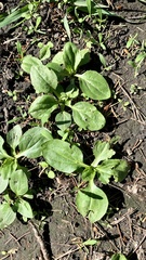 Plantago major