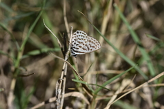 Tarucus theophrastus