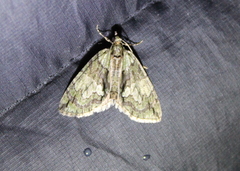 Hydriomena pluviata