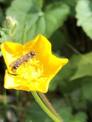 Chelostoma florisomne