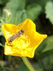 Chelostoma florisomne