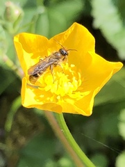 Chelostoma florisomne