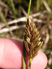 Carex disticha