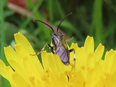 Macrophya albicincta