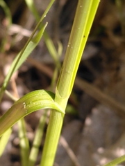 Carex disticha