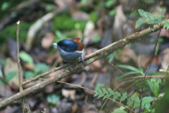 Terpsiphone bourbonnensis