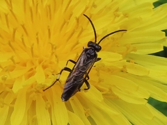 Macrophya albicincta