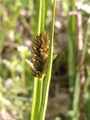 Carex disticha