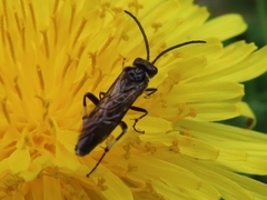 Macrophya albicincta