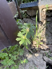 Lamium amplexicaule orientale