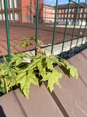 Acer platanoides