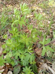 Galium sylvaticum