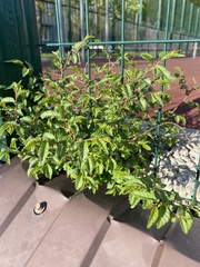 Ulmus pumila