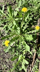 Taraxacum officinale