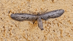 Glaucina interruptaria