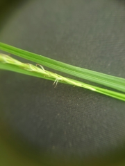 Carex sylvatica