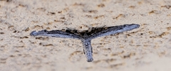 Glaucina interruptaria
