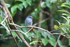 Terpsiphone bourbonnensis