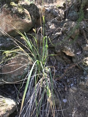 Carex triquetra