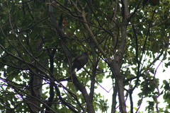 Hypsipetes borbonicus