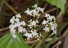 Viburnum japonicum