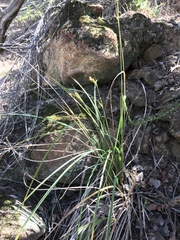 Carex triquetra