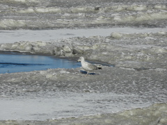 Larus