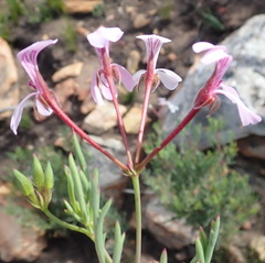 Pelargonium laevigatum laevigatum