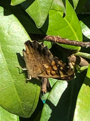 Pararge aegeria